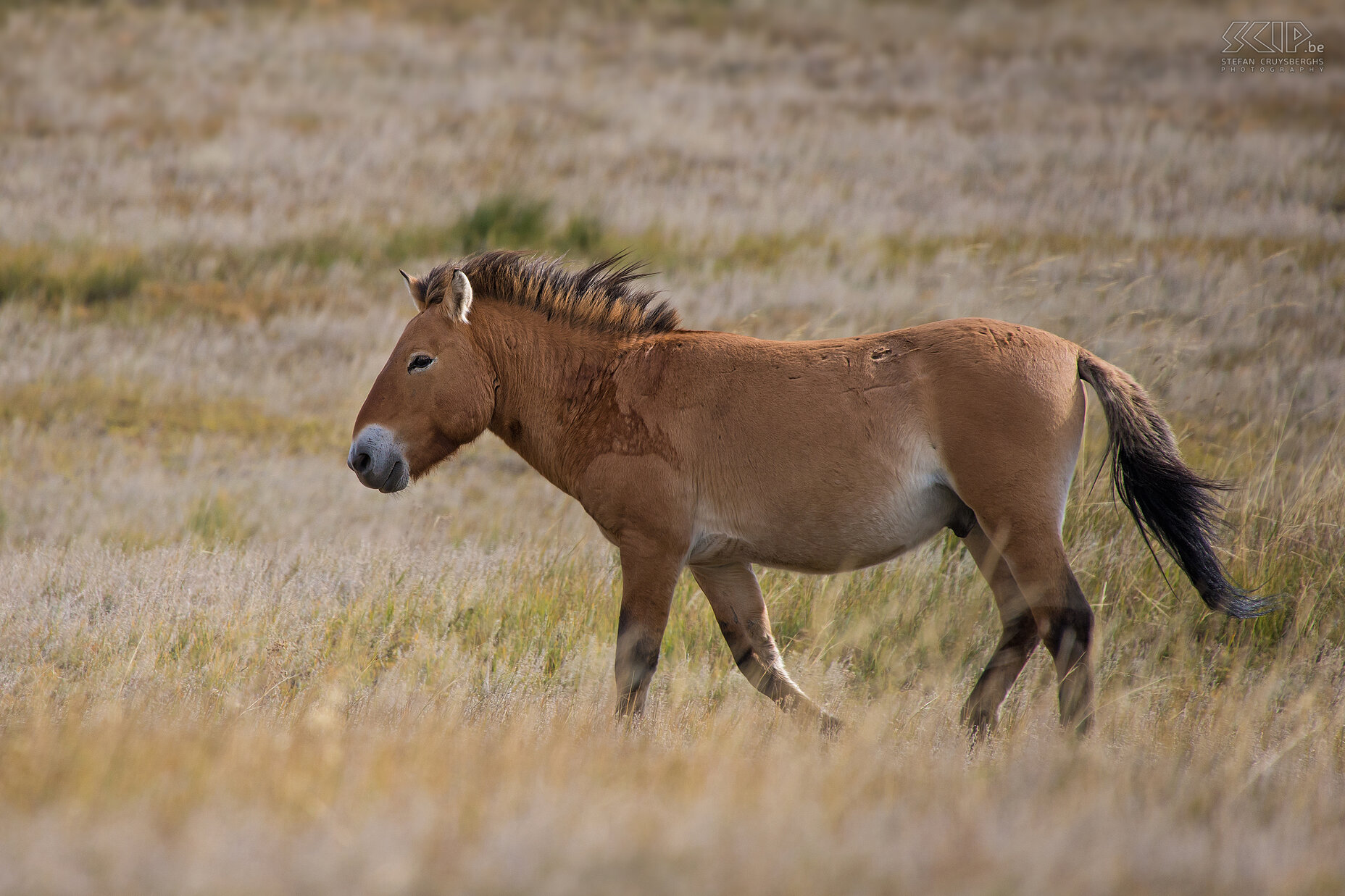 Hustai - Przewalski paard Een wild Przewalski/takhhi paard. Stefan Cruysberghs